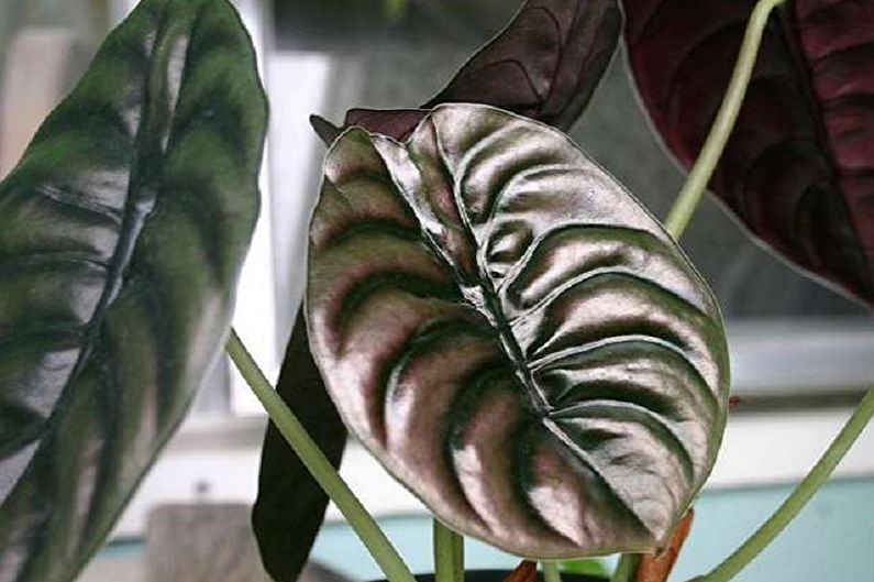 Alocasia rojo cobre