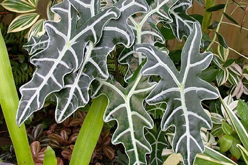 Amazonian alocasia