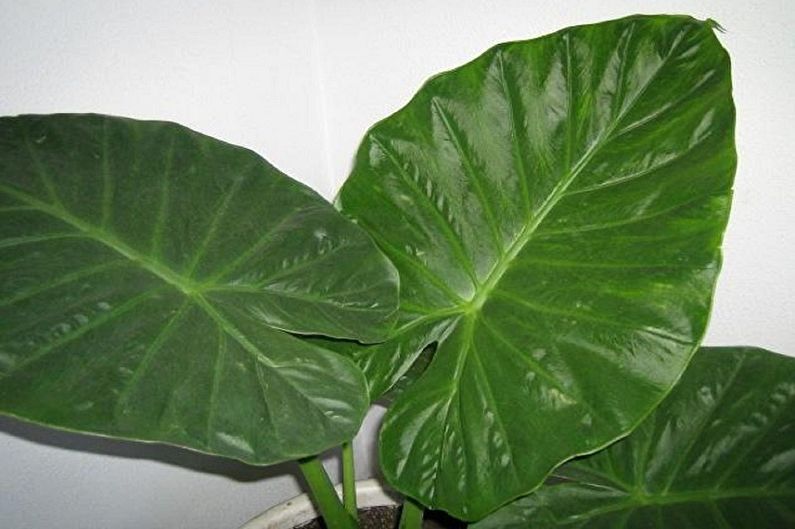 Alocasia napellus