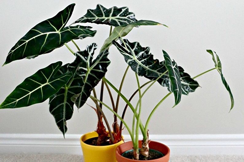 Alocasia lui Sander