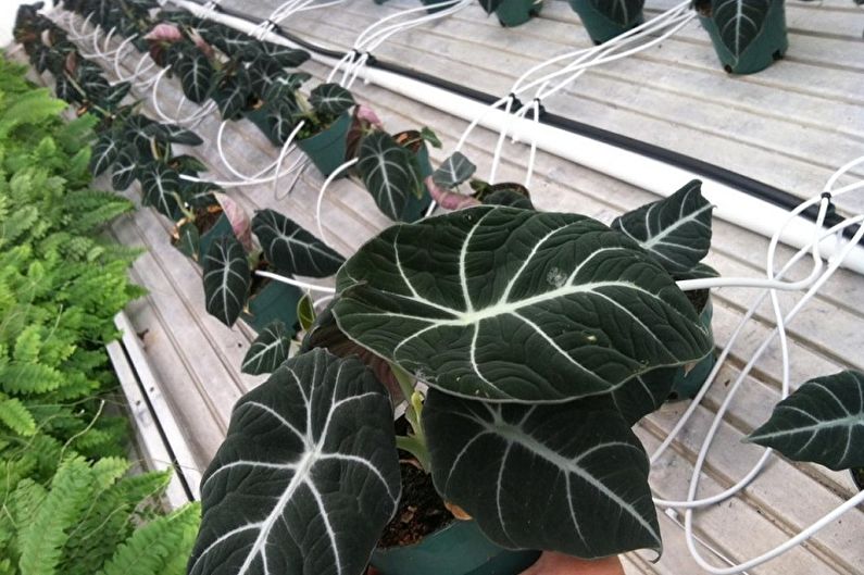 Typer af alocasia - sort velveteen