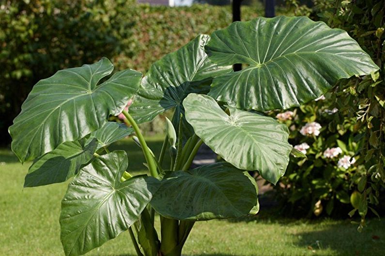 Penjagaan Alocasia - Pencahayaan