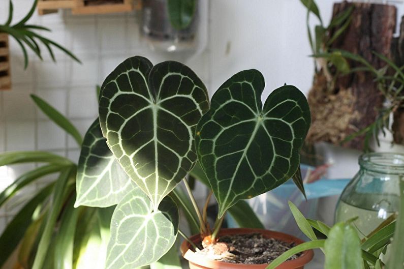 Care Alocasia - Il·luminació