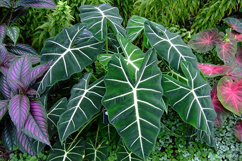 Alocasia Care - temperatuur