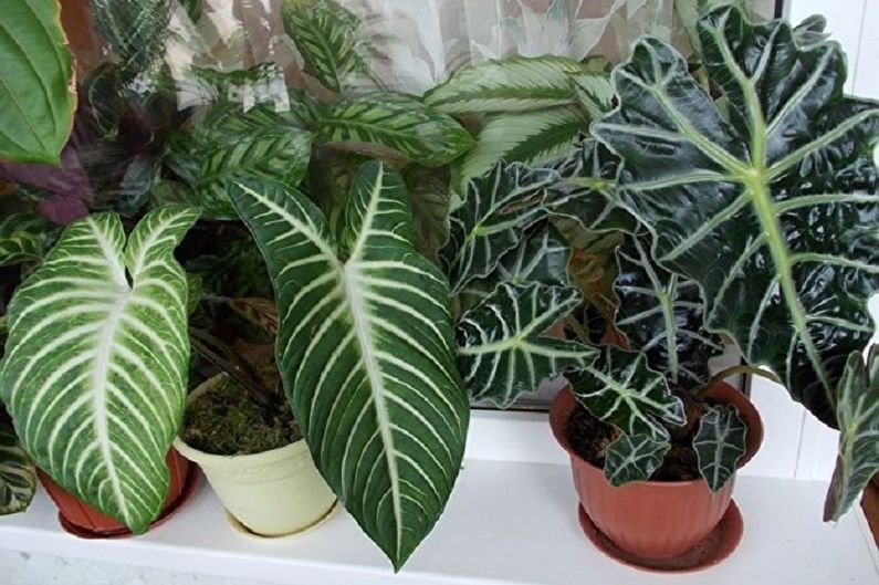 Chăm sóc Alocasia - Nhiệt độ