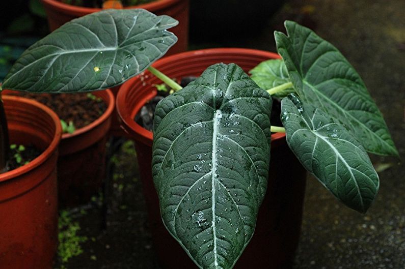 Starostlivosť o Alocasia - Vlhkosť