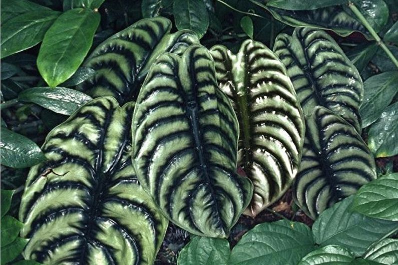 Soins Alocasia - Arrosage