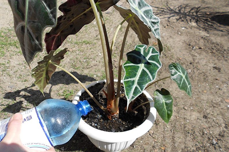 Cuidado de Alocasia - Riego