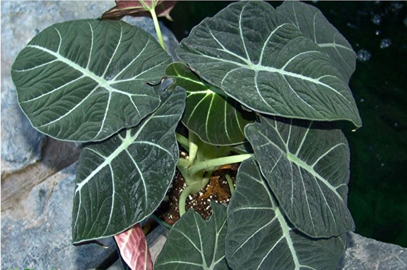 العناية Alocasia - الأسمدة والتغذية