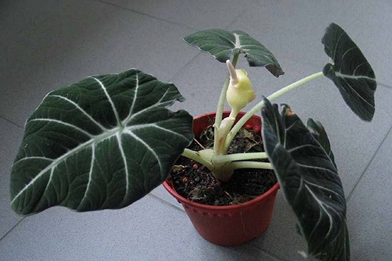 Alocasia Care - hnojivá a kŕmenie