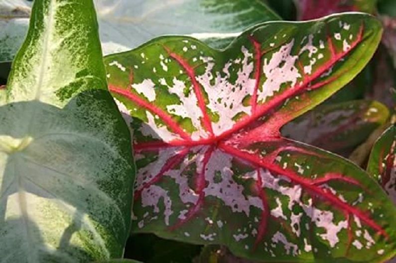 Alocasia - Choroby a škodcovia