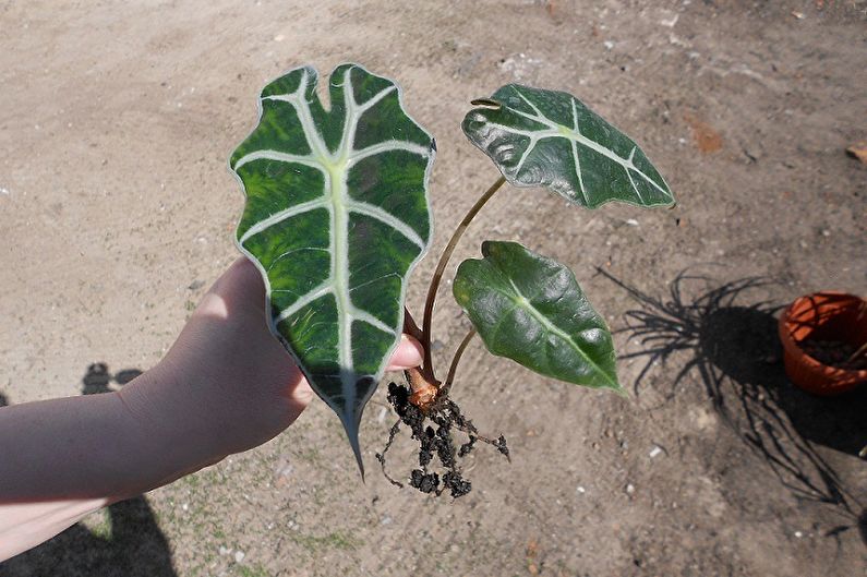 Sådan transplanteres alocasia