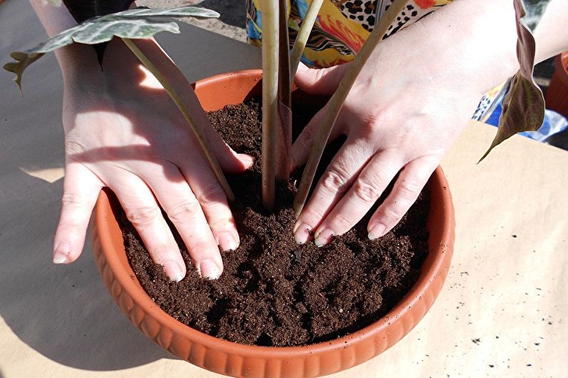 Hoe alocasia te transplanteren