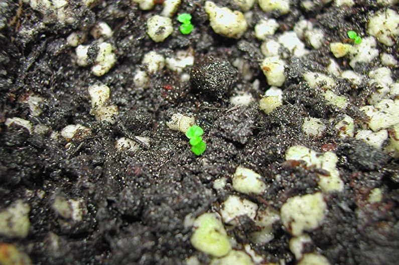 Propagación de la alocasia por semilla.