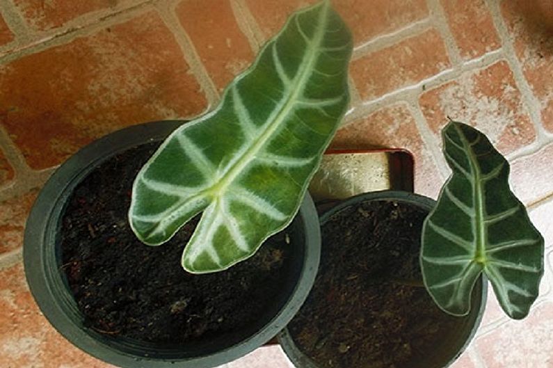 Alocasia-forplantning av blader og stiklinger