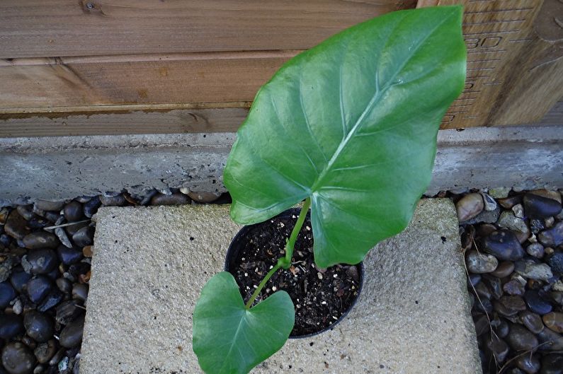 Propagación de alocasia por hojas y esquejes.