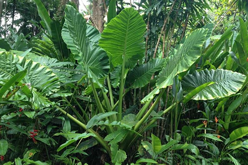 Alocasia - foto