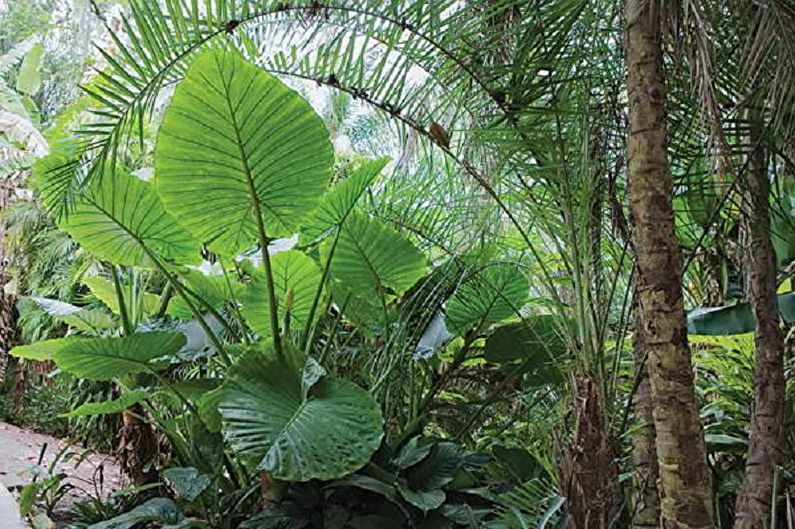 Alocasia - photo