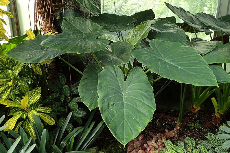 Alocasia - photo