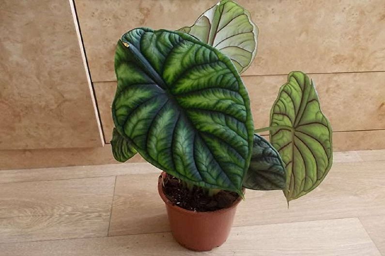 Alocasia - photo