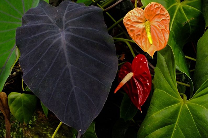 Alocasia - photo