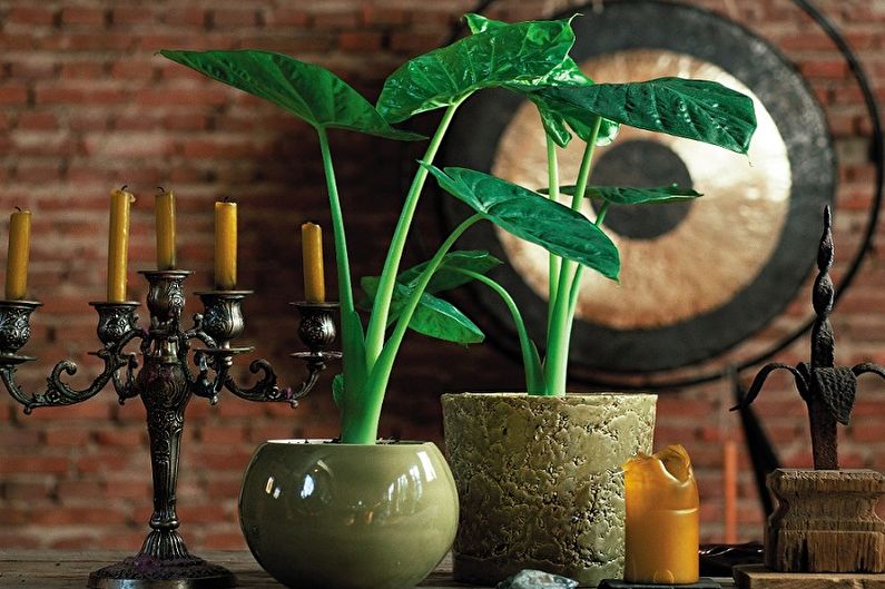 Alocasia - photo