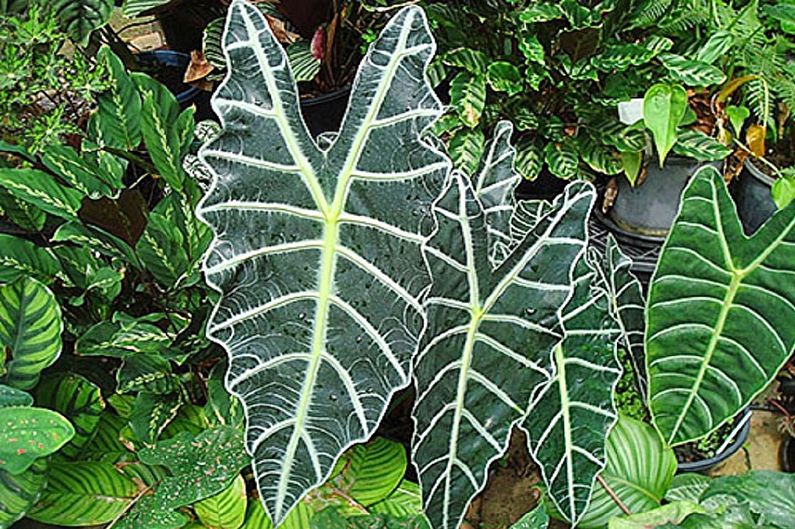 Alocasia - fotografija