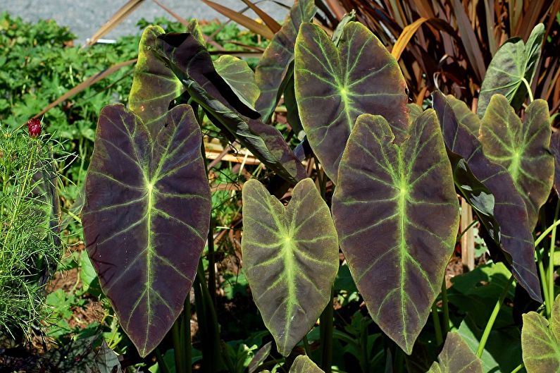 Alocasia - photo