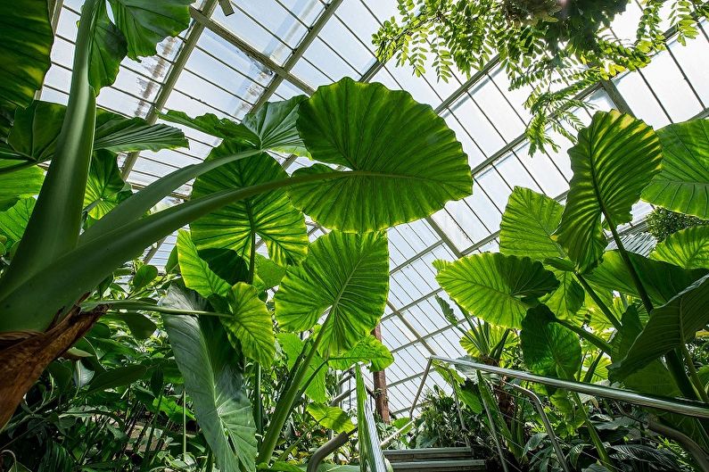 Alocasia - fotografia