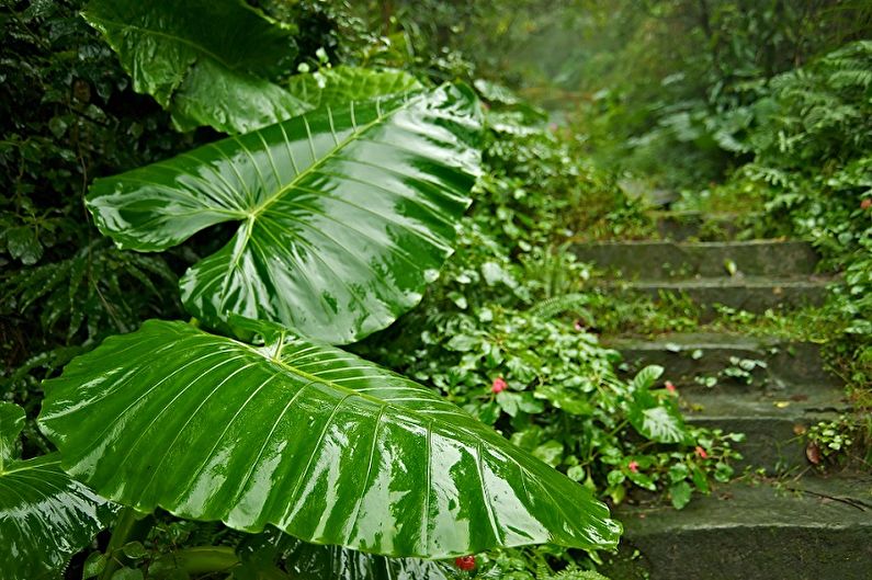 Alocasia - fotografija