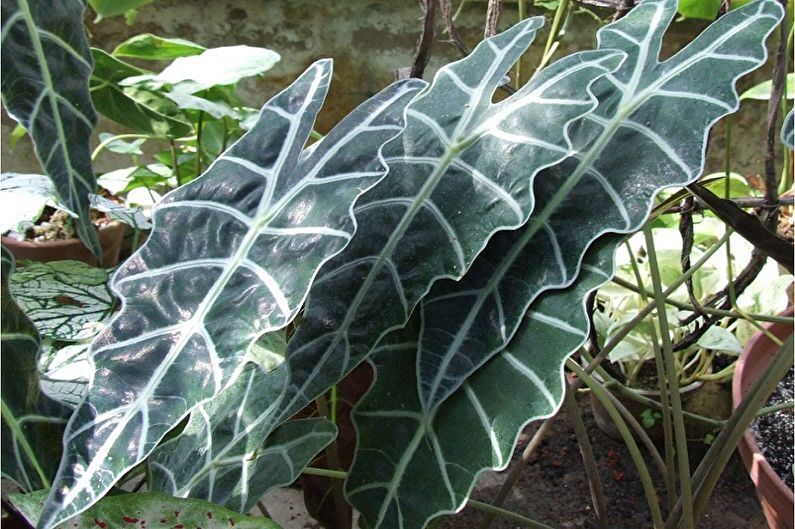 Alocasia - fotografie