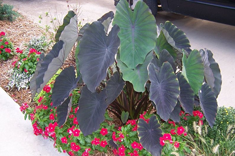 Alocasia - photo