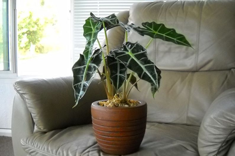 Alocasia - fotografija