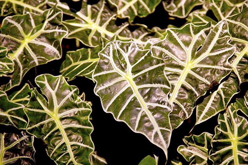 Alocasia - photo