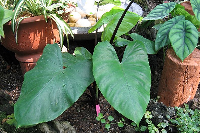 Alocasia - photo