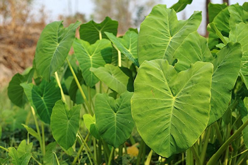 Alocasia - fotografia