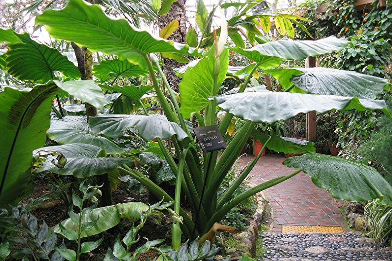 Alocasia - fotografia