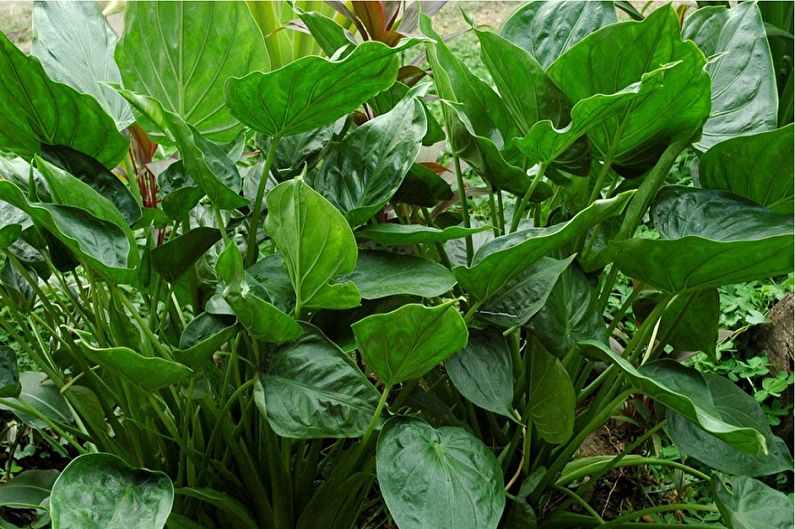 Alocasia - fotografia