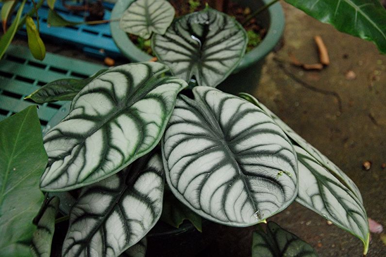 Alocasia - photo