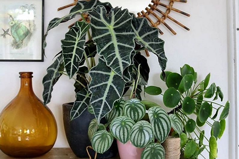 Alocasia - fotografie