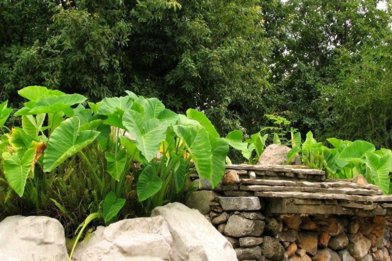 Alocasia - fotografia