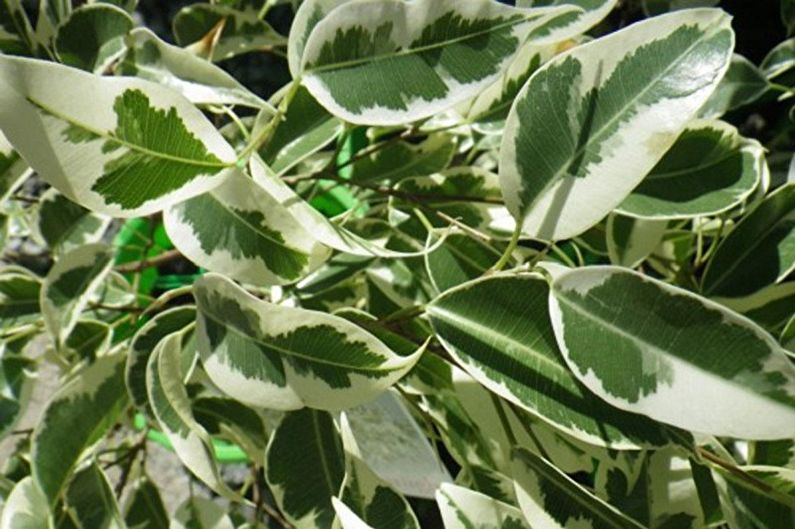 Các loại Ficus Benjamin - Starlight