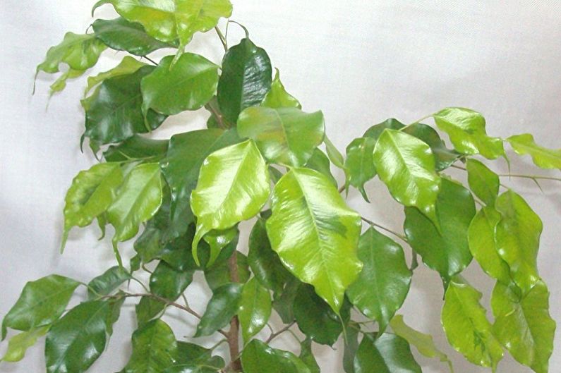 Tipus de Ficus benjamí - Naomi