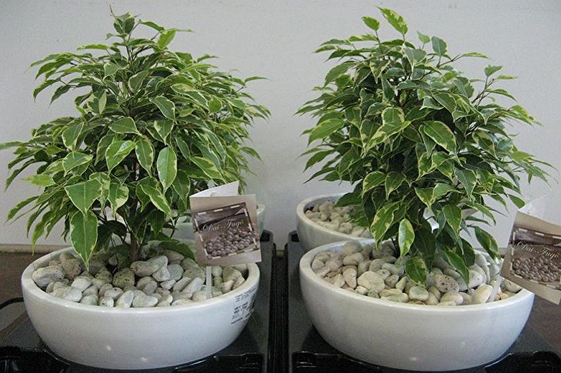 Types of Ficus Benjamin - Kinki