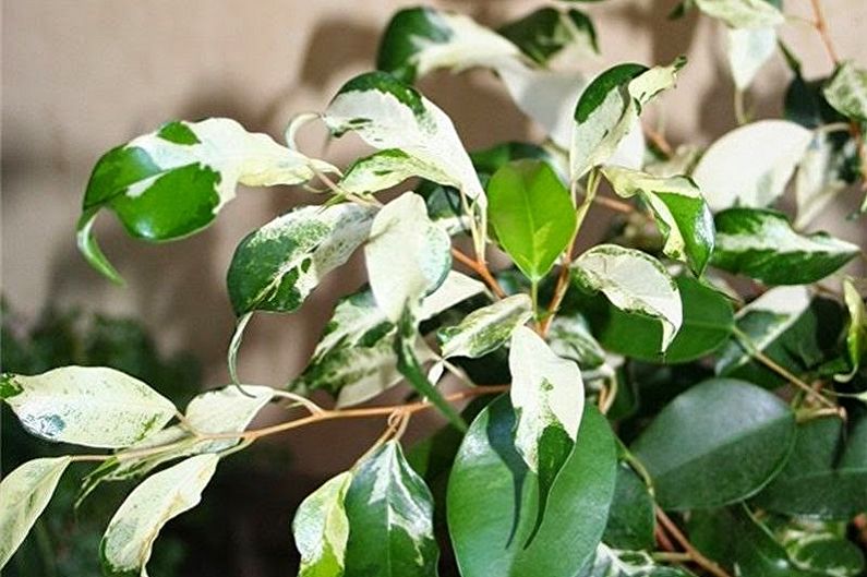 Tipos de Ficus Benjamin - Rizado