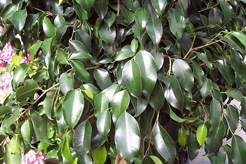 Ficus Benjamin veidi - pusnakts lēdija