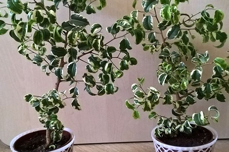 Soorten Ficus Benjamin - Ficus 