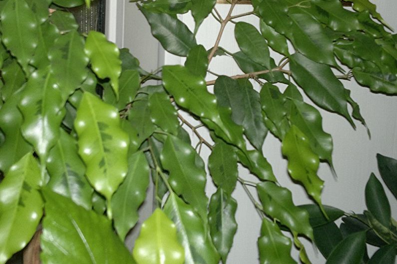 Typer av Ficus Benjamin - Golden Monique