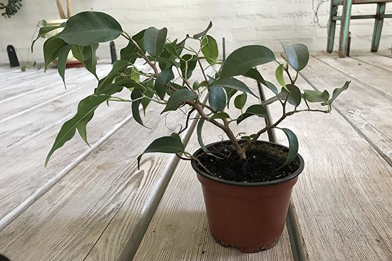 Ficus Benjamin - Wyandi veidi