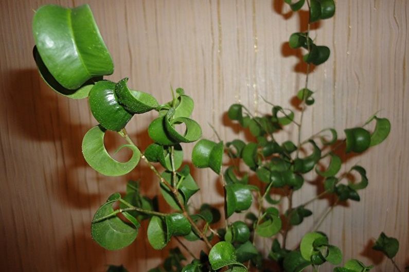 Các loại Ficus Benjamin - Khóa